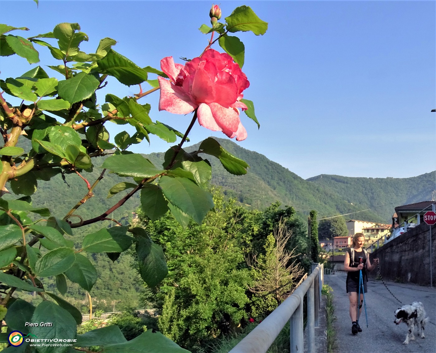 01 Una bella rosa alla partenza da Botta alta di Sedrina (350 m).JPG -                                
